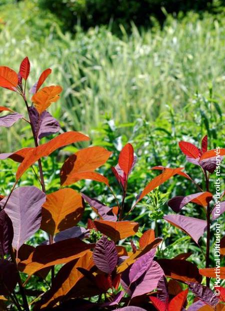 © Hortival Diffusion - Tous droits réservés