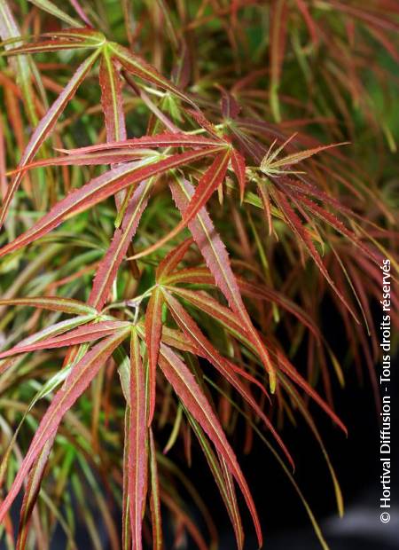 © Hortival Diffusion - Tous droits réservés