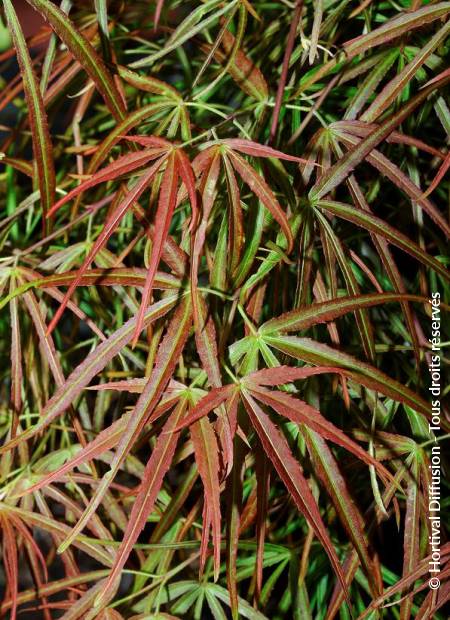 © Hortival Diffusion - Tous droits réservés