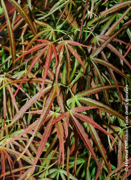 © Hortival Diffusion - Tous droits réservés