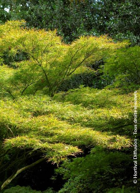 © Hortival Diffusion - Tous droits réservés