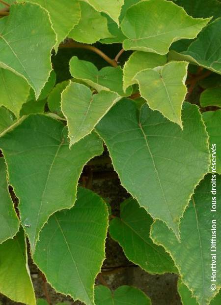 © Hortival Diffusion - Tous droits réservés