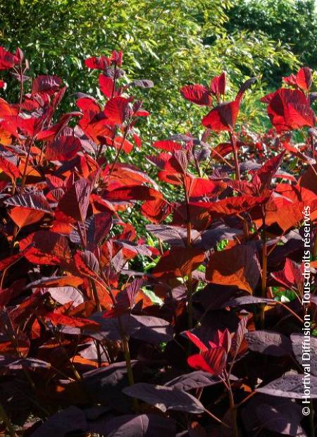 © Hortival Diffusion - Tous droits réservés