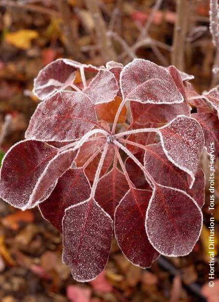 © Hortival Diffusion - Tous droits réservés