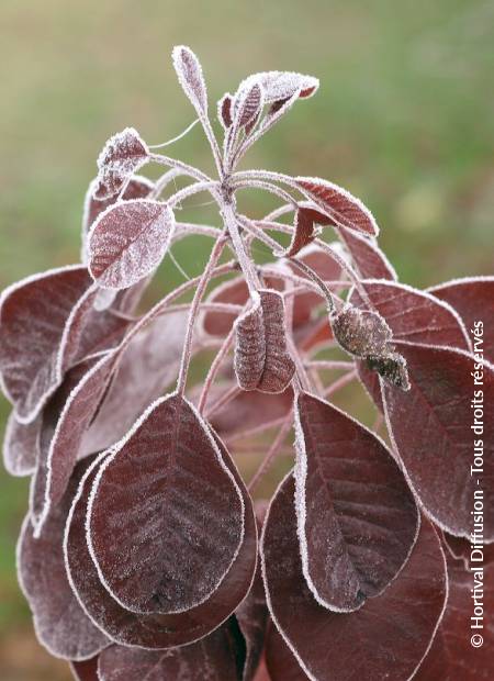 © Hortival Diffusion - Tous droits réservés