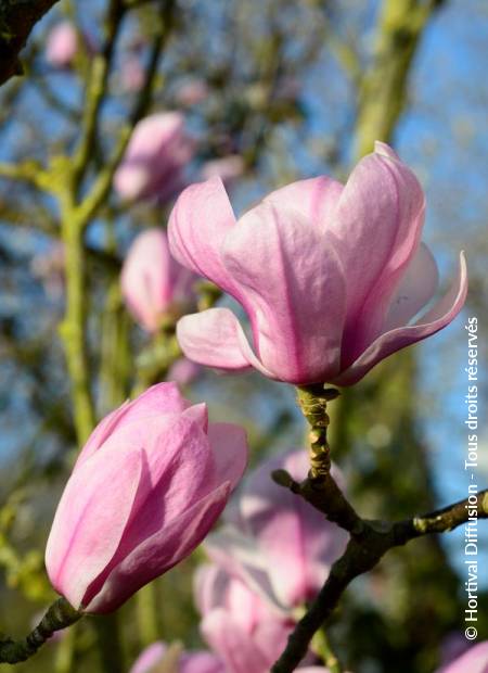 © Hortival Diffusion - Tous droits réservés