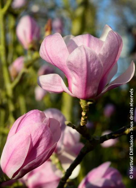 © Hortival Diffusion - Tous droits réservés