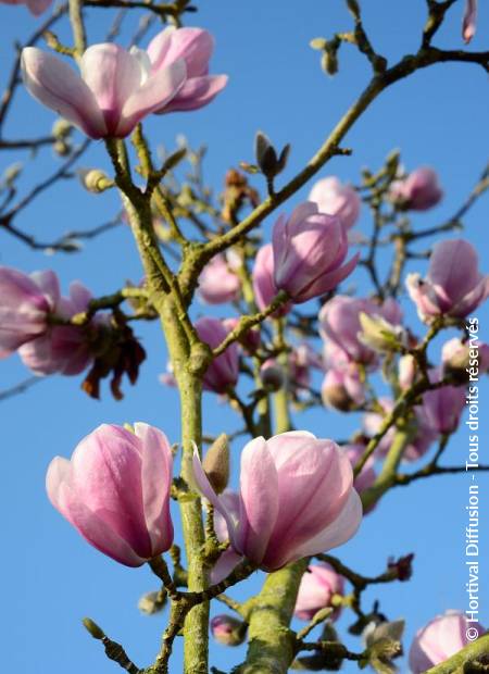 © Hortival Diffusion - Tous droits réservés