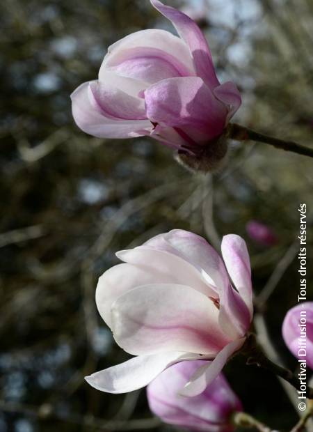 © Hortival Diffusion - Tous droits réservés