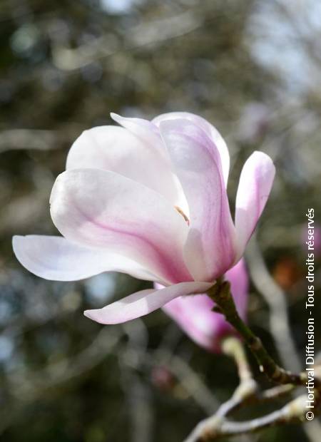 © Hortival Diffusion - Tous droits réservés