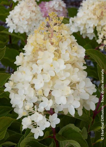 © Hortival Diffusion - Tous droits réservés