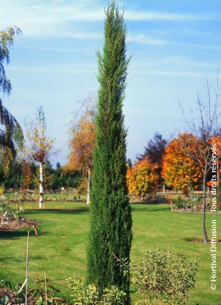 © Hortival Diffusion - Tous droits réservés