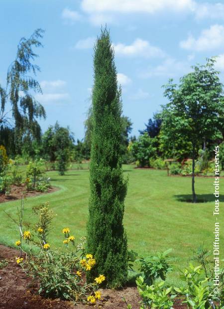 © Hortival Diffusion - Tous droits réservés