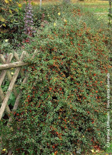 © Hortival Diffusion - Tous droits réservés