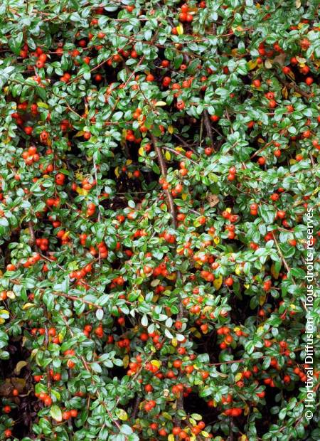 © Hortival Diffusion - Tous droits réservés