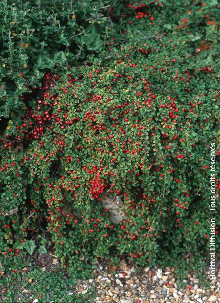 © Hortival Diffusion - Tous droits réservés