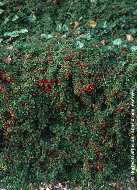 © Hortival Diffusion - Tous droits réservés