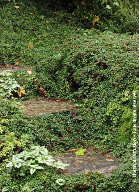 © Hortival Diffusion - Tous droits réservés