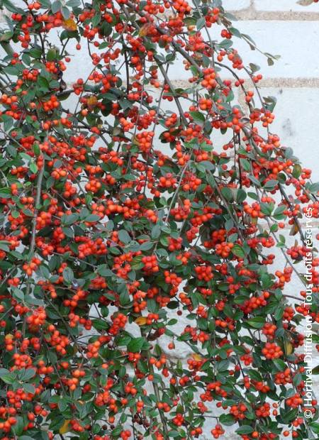 © Hortival Diffusion - Tous droits réservés