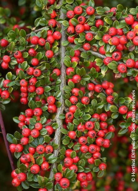 © Hortival Diffusion - Tous droits réservés