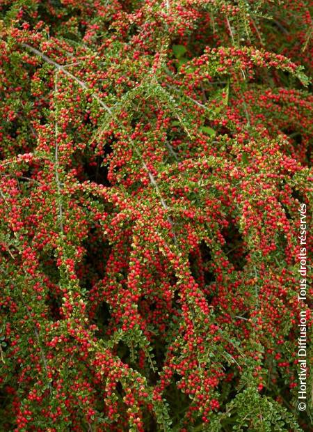 © Hortival Diffusion - Tous droits réservés