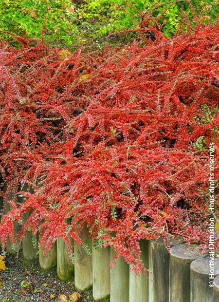 © Hortival Diffusion - Tous droits réservés