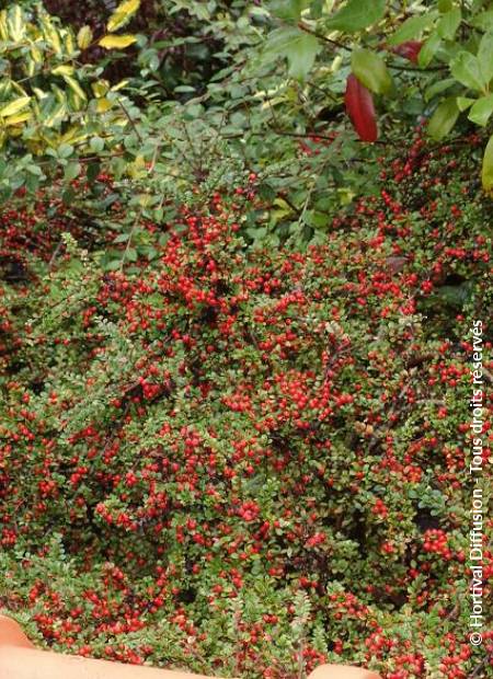 © Hortival Diffusion - Tous droits réservés