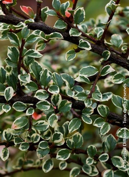 © Hortival Diffusion - Tous droits réservés