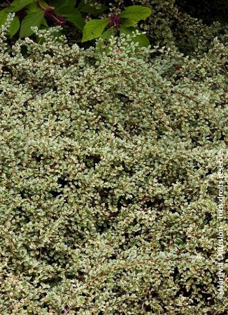 © Hortival Diffusion - Tous droits réservés