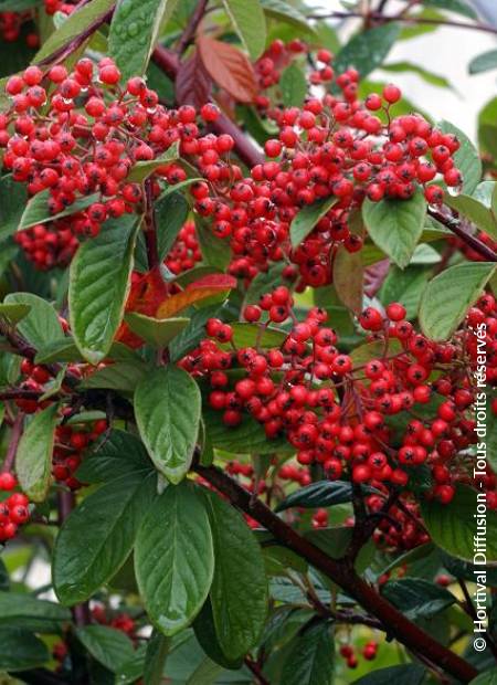 © Hortival Diffusion - Tous droits réservés