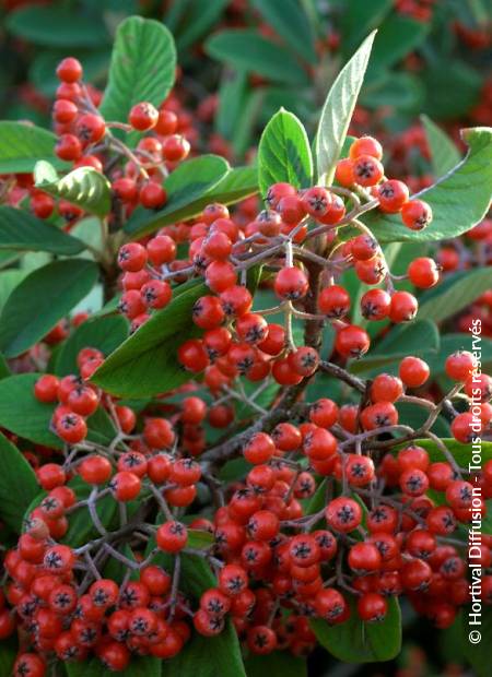 © Hortival Diffusion - Tous droits réservés