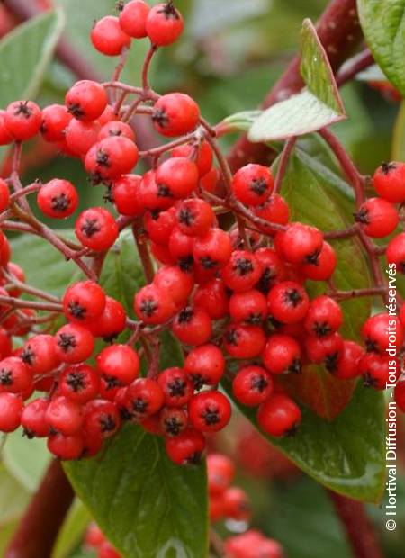 © Hortival Diffusion - Tous droits réservés