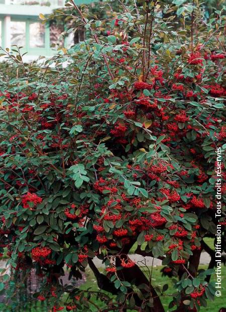 © Hortival Diffusion - Tous droits réservés