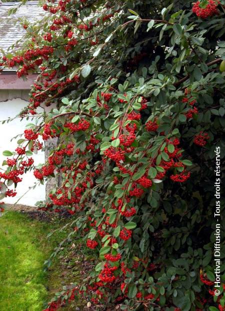 © Hortival Diffusion - Tous droits réservés