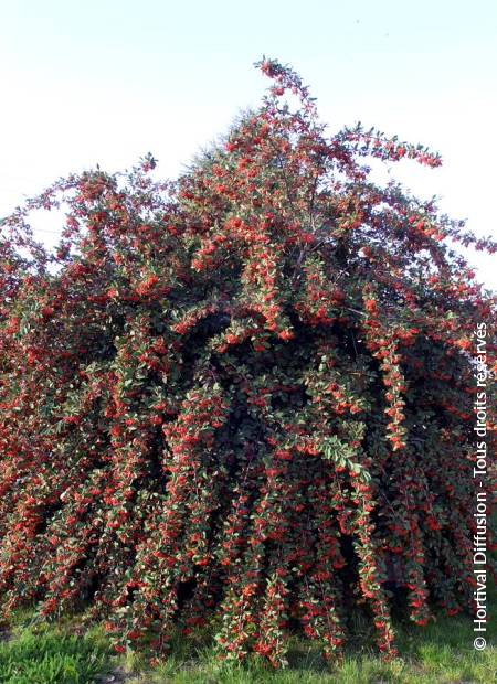 © Hortival Diffusion - Tous droits réservés