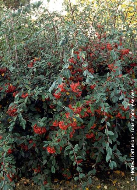 © Hortival Diffusion - Tous droits réservés