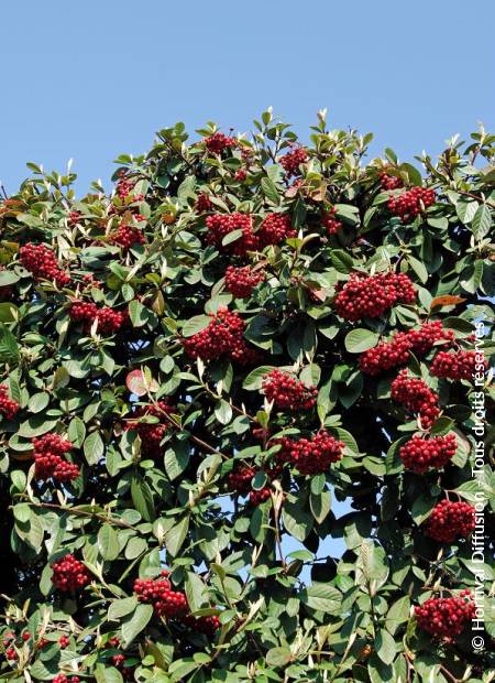 © Hortival Diffusion - Tous droits réservés