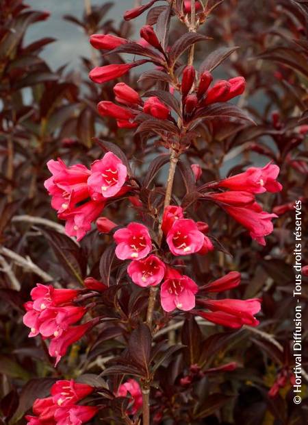 © Hortival Diffusion - Tous droits réservés