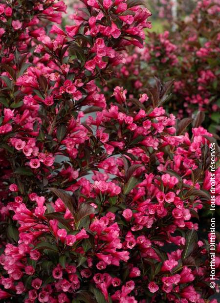 © Hortival Diffusion - Tous droits réservés