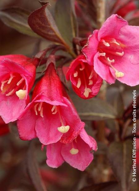 © Hortival Diffusion - Tous droits réservés