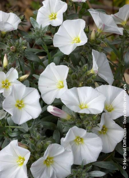 © Hortival Diffusion - Tous droits réservés