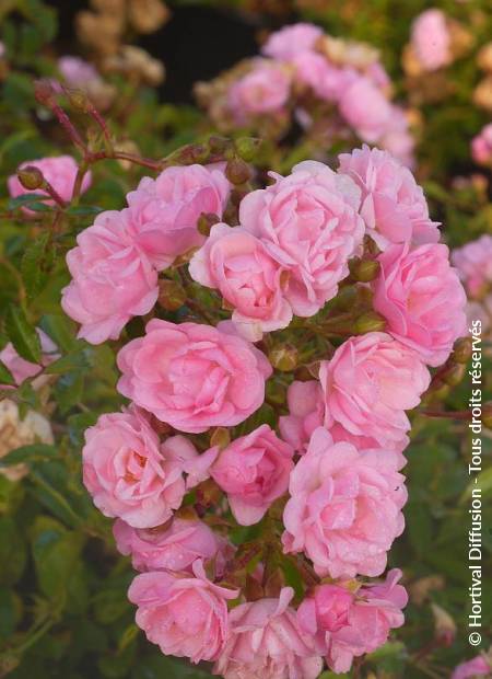 © Hortival Diffusion - Tous droits réservés