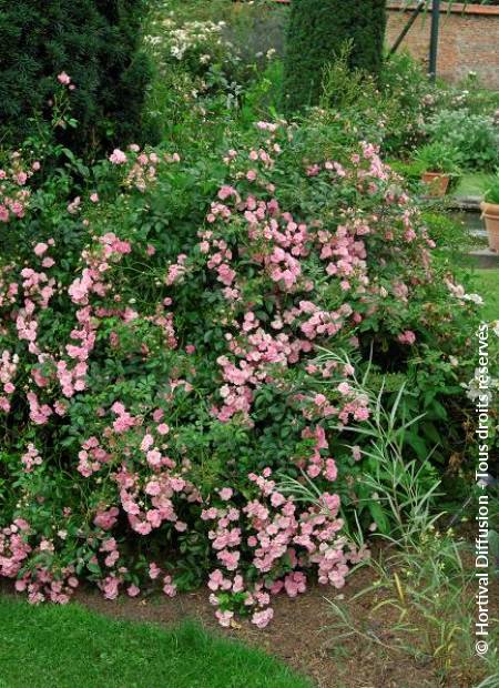 © Hortival Diffusion - Tous droits réservés