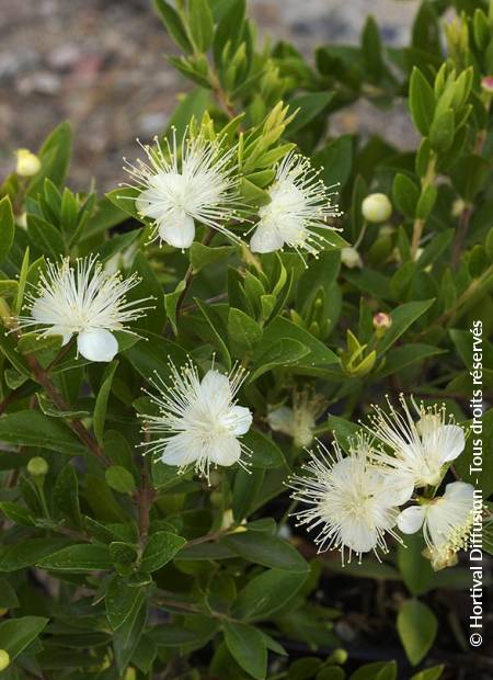 MYRTUS communis ssp.tarentina | Minier Solution Pro