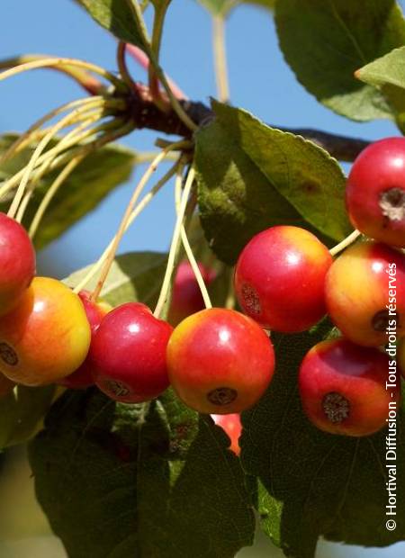 © Hortival Diffusion - Tous droits réservés