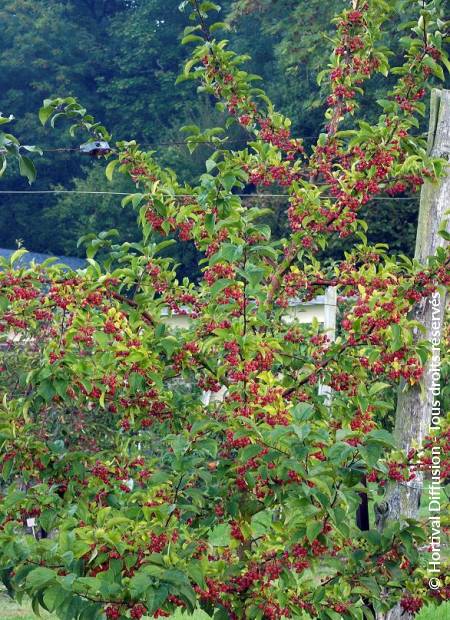 © Hortival Diffusion - Tous droits réservés