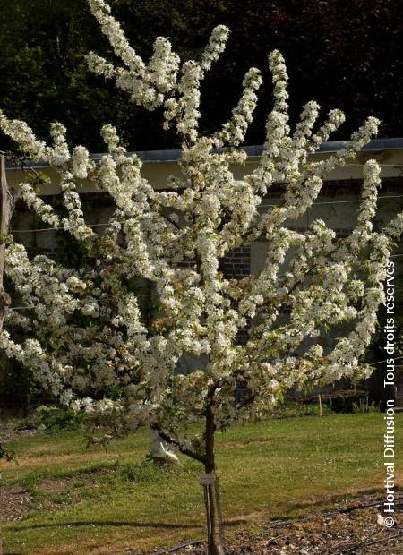 © Hortival Diffusion - Tous droits réservés