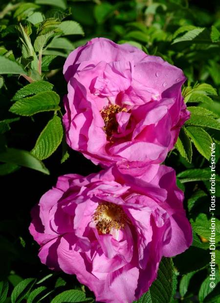 © Hortival Diffusion - Tous droits réservés