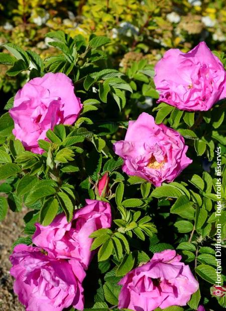 © Hortival Diffusion - Tous droits réservés