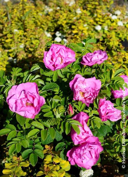 © Hortival Diffusion - Tous droits réservés